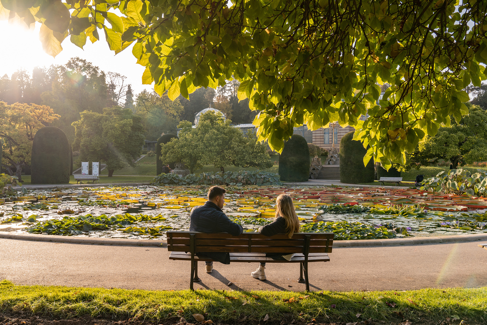 Ein Paar sitzt auf einer Bank in einem Park und blickt auf einen Teich, der mit Seerosen bedeckt ist. Die Sonne scheint, und die Umgebung zeigt Bäume und Pflanzen, die den romantischen Moment unterstreichen.
